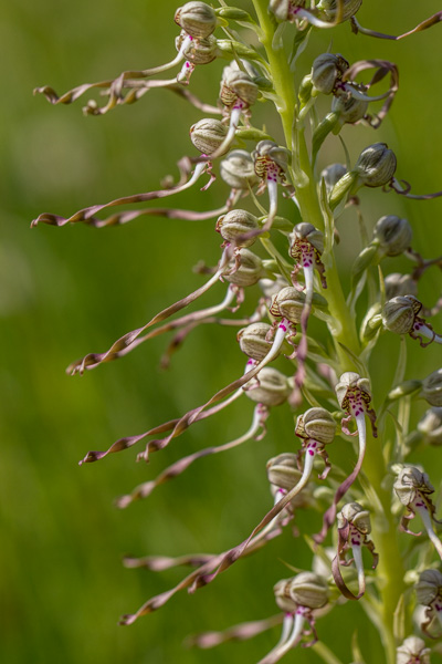 orchis bouc.jpg