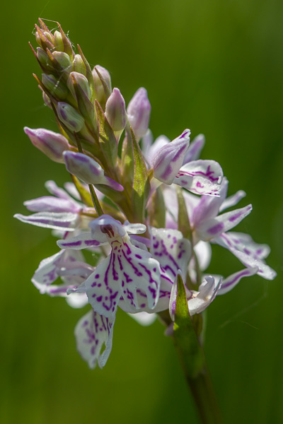 orchis tacheté.jpg