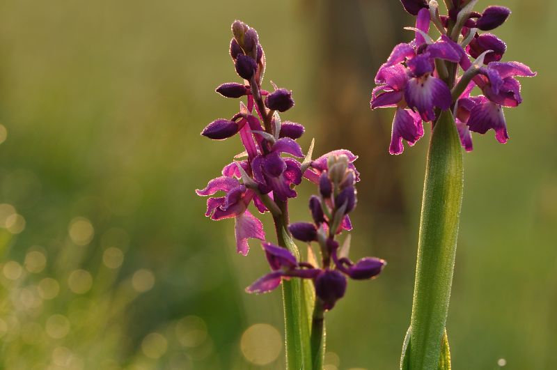 orchis mâle.JPG