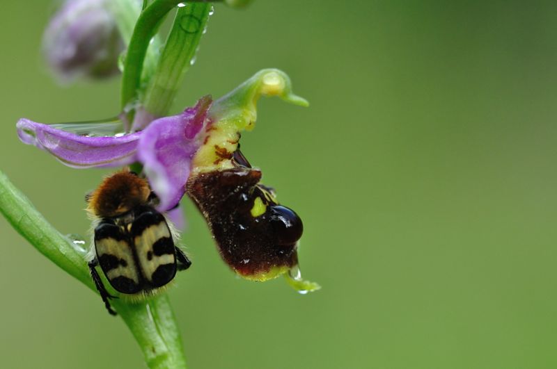 trichnie sur ophrys.JPG