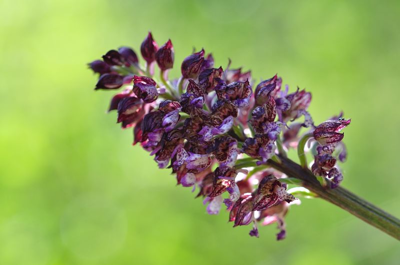 orchis purpurea.JPG