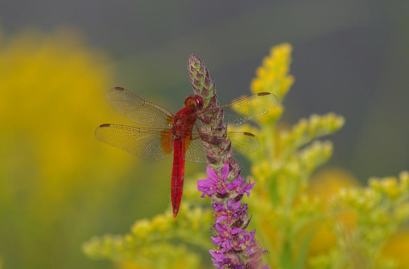 +Crocothemis erythraea mâle, Libellule écarlate.jpg