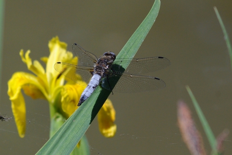 +Libellula fulva mâle, Libellule fauve.jpg