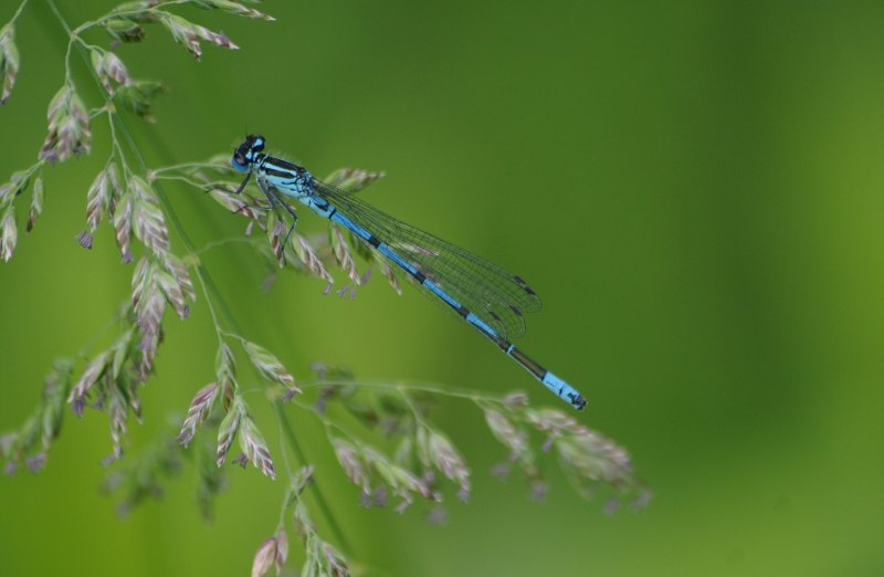 Coenagrion puella mâle 27.jpg