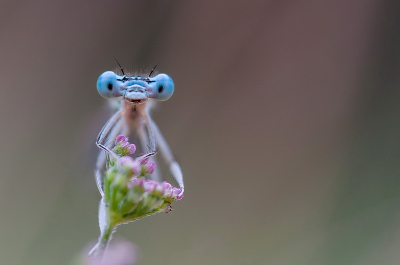 Regard hypnotique.jpg