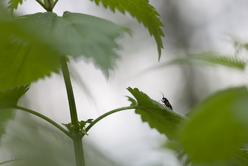 Mommenheim_05-05-2015-13-28-14_0629.jpg