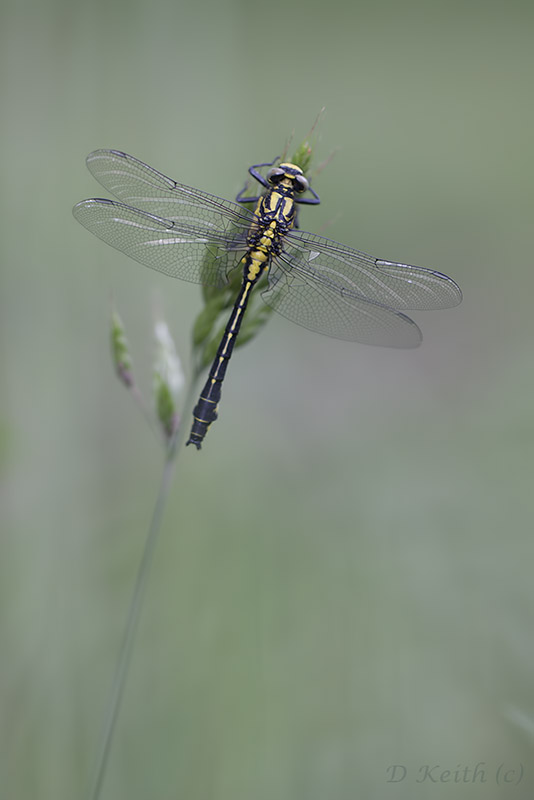 Mommenheim_05-05-2015-12-13-05_0179.jpg