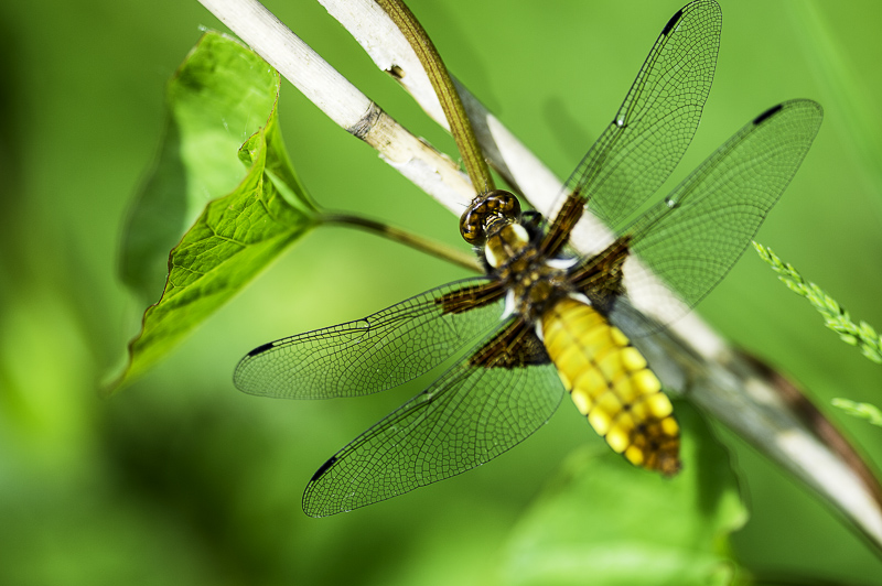 libellule focus tete-1.jpg