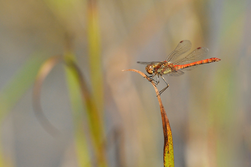 Sympetrum striolatum.jpg