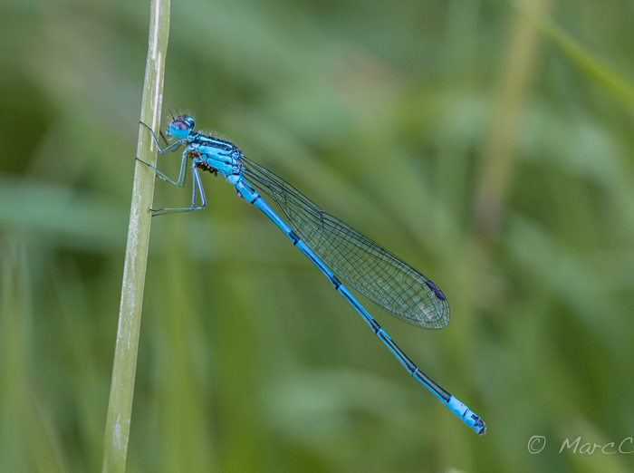 Agrion_Jouvencelle-5-1.jpg