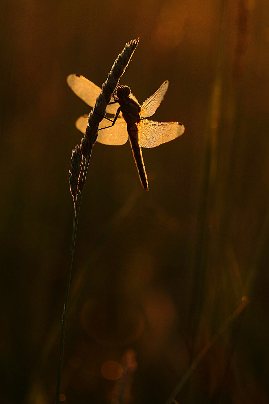 Image et nature 2.JPG