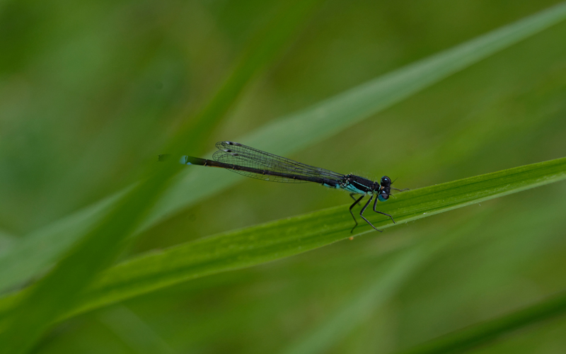 Agrion-gymnaste.jpg