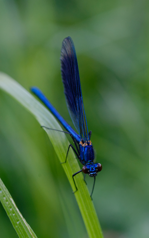 La-belle-bleue.jpg