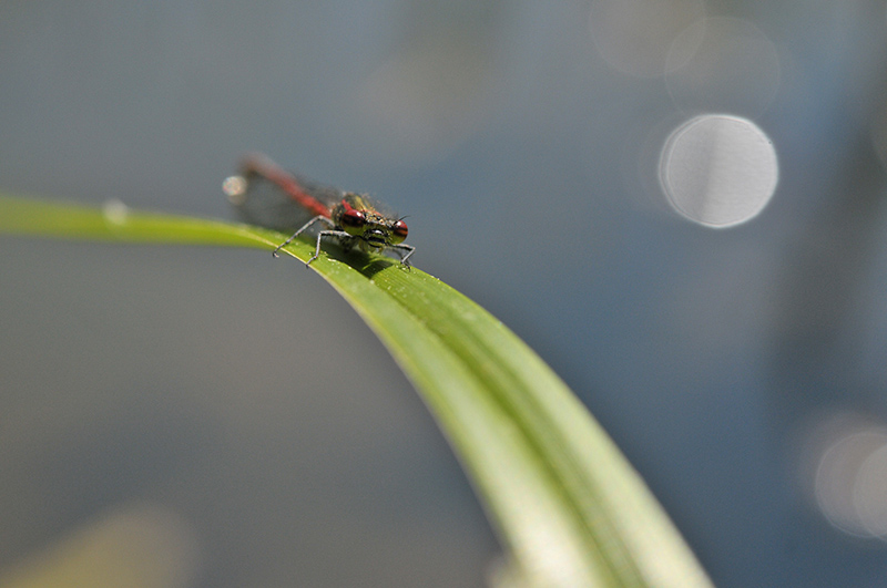 pyrrhosoma-nymphula_800px.jpg