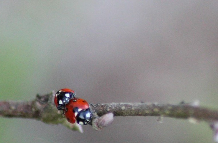 Coccinelles (2).jpg