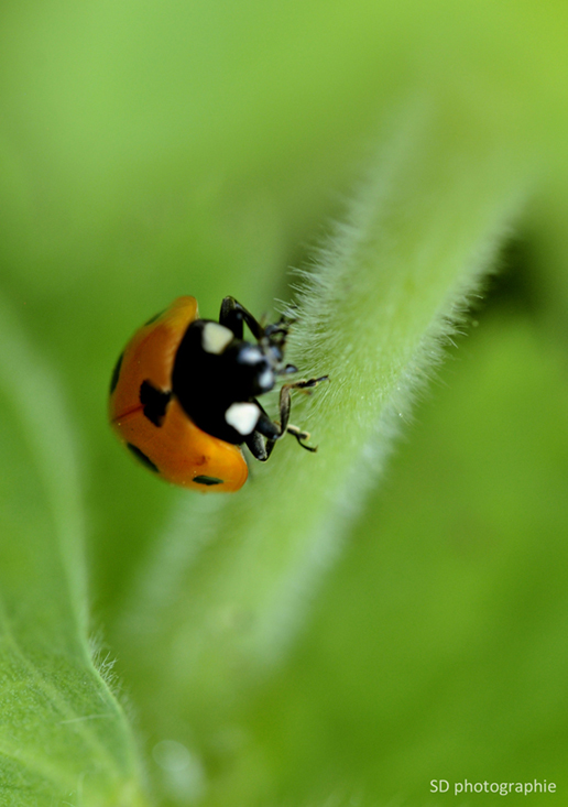 coccinelle01.jpg