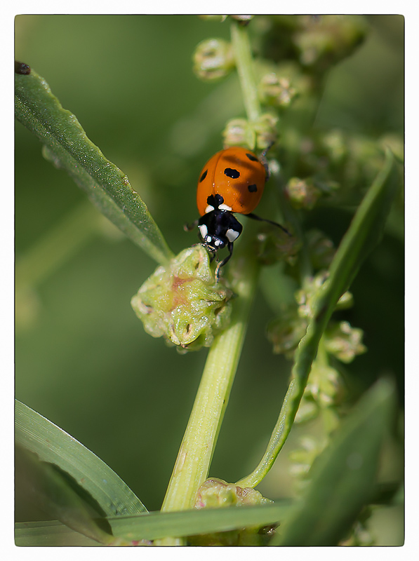 coccinelle 2.jpg