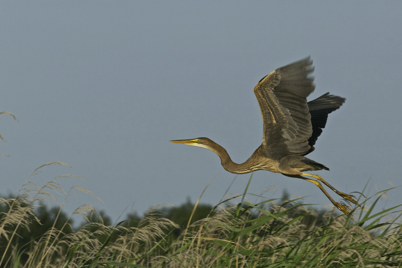 HERON2.gif