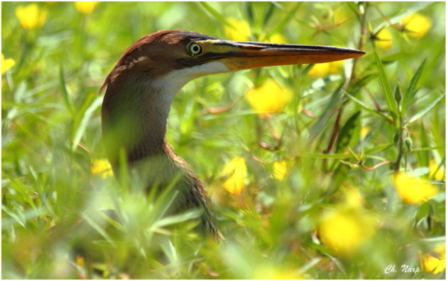 Héron pourpré image nature.JPG