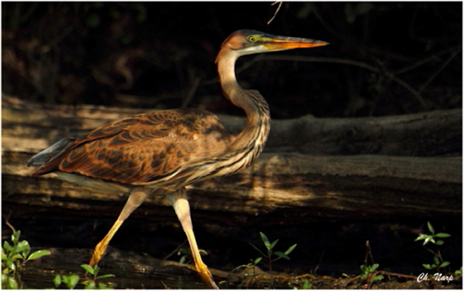 Héron pourpré,image nature.JPG