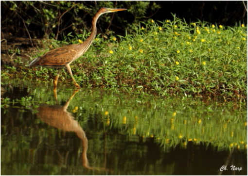 Héron pourpré..image nature.JPG