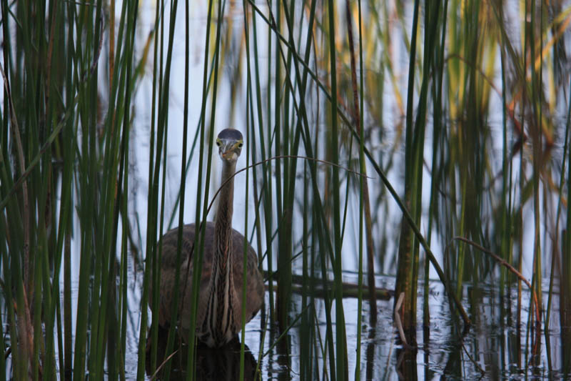 heron pourpré Brenne IMG_2209 ter.jpg