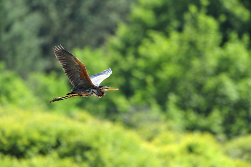 Héron pourpré_2014_06_19_DSC5982_IN.JPG