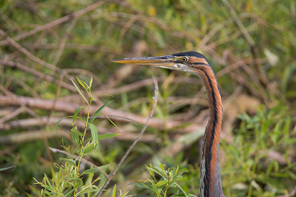 20150609_Héron Pourpré  003 copie 2.jpg