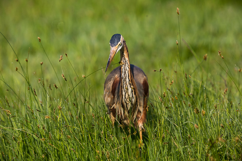 Heron pourpré_2015_04_29_07_11_25_0271.jpg