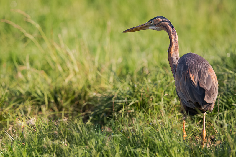 Heron pourpré_2015_04_29_07_19_50_0311.jpg