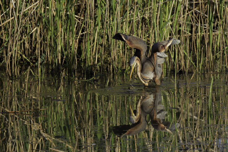 heron pourpré-6659.jpg