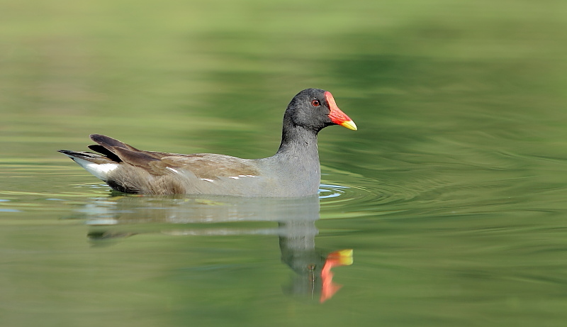 Gallinule Poule d'eau-DUCLOS M..JPG