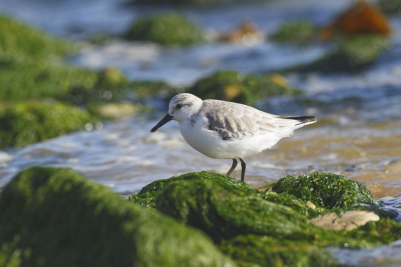 BecasseauSanderling__MG_2812_jpeg.jpg