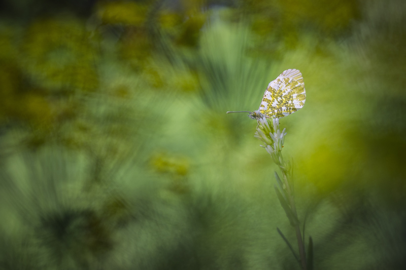 2015Aurore-Anthocharis cardamines#1I&N2015.jpg