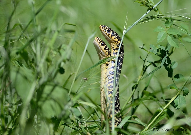 Couleuvre verte et jaune.JPG