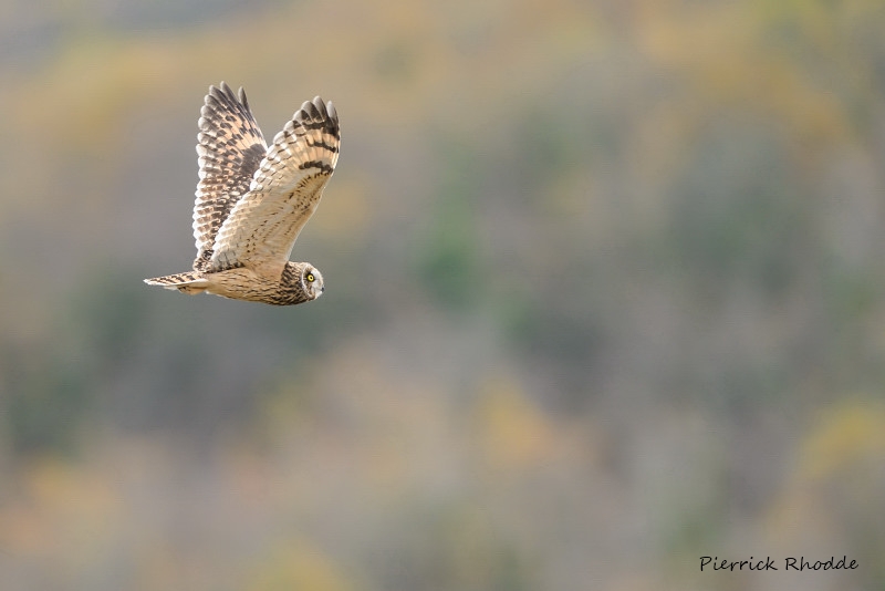 Hibou des marais.JPG