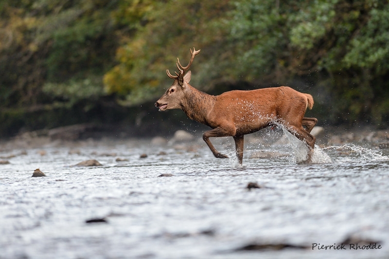 Cerf (30).JPG