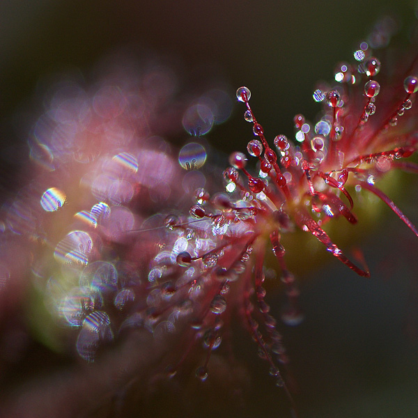 JUILLET-Drosera0926-2015-PS-01.jpg