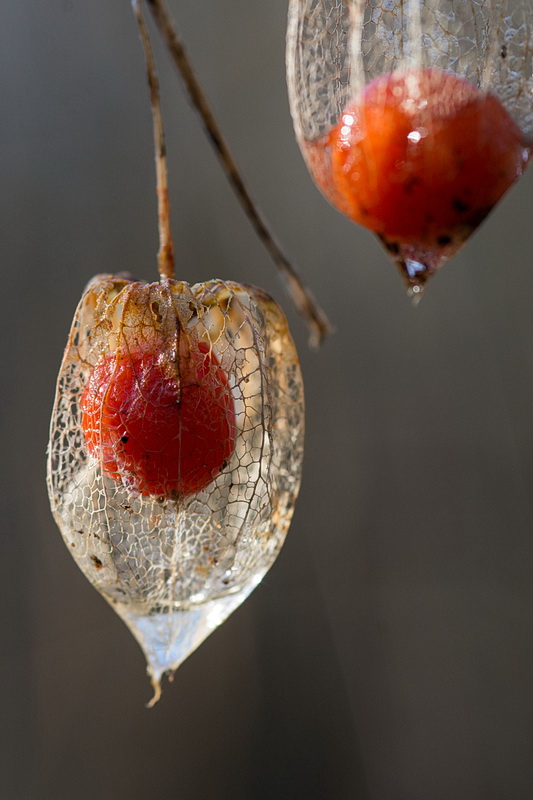 1 Corbeille de fruits frais.jpg