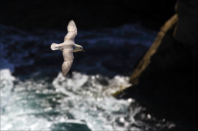 Fulmar.jpg