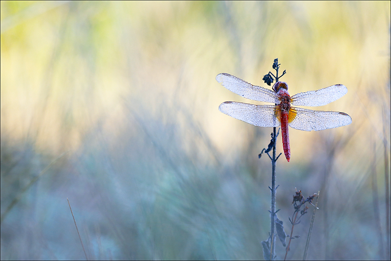 Crocothemis erythea.jpg