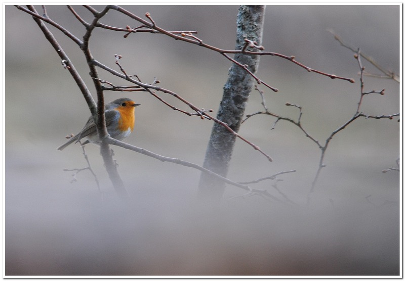 Mars 2015 Robin dans la brume..jpg