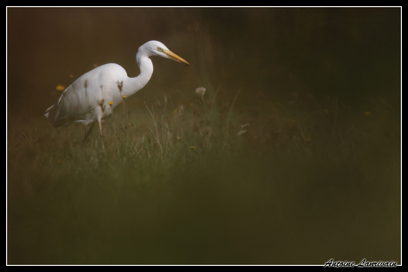 G aigrette 2015-11-02 0001.jpg