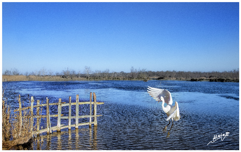 160120-GrandeAigrette.jpg