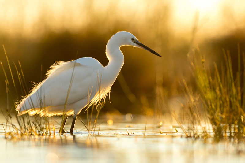 aigrette.jpg