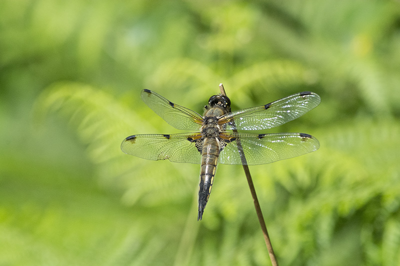 Image & Nature Libellula quadrimaculata 2.jpg