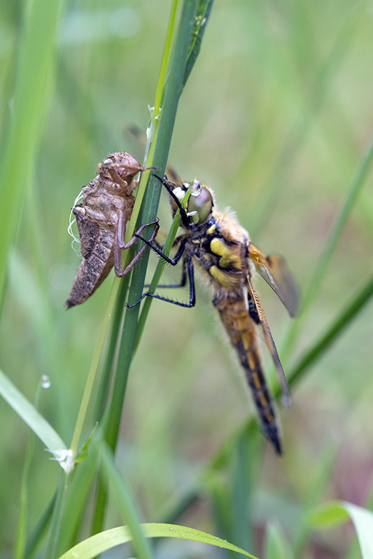 Image & Nature Libellula quadrimaculata et exuvie.jpg