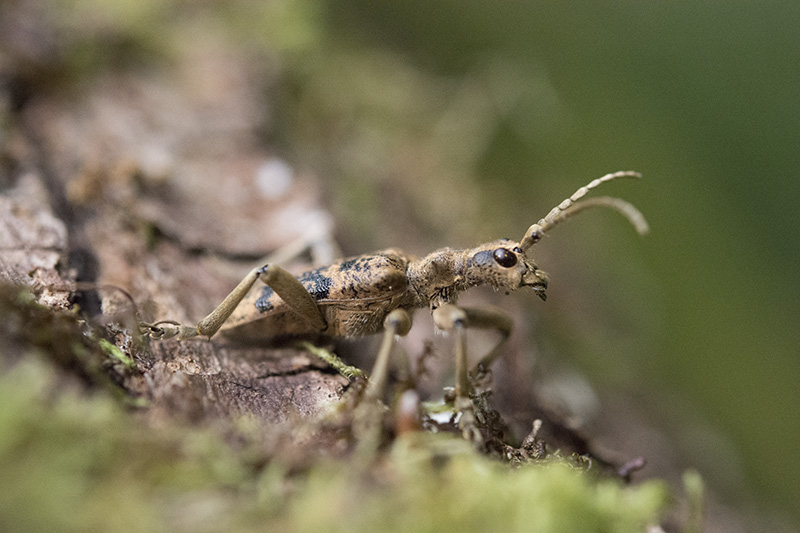 Image & Nature Rhagium sycophanta.jpg