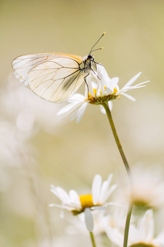 papillon-gazé.jpg