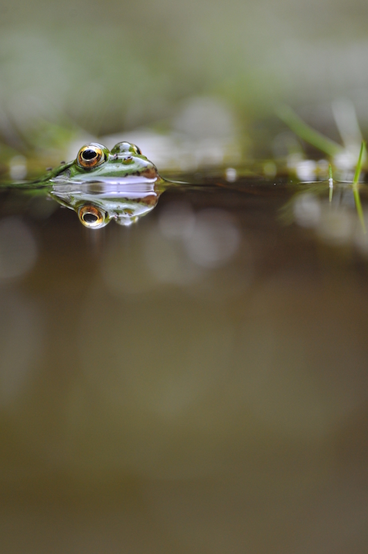 GRENOUILLE VERTE.JPG